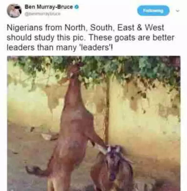 " These Goats Are Better Leaders Than Many Leaders ": Sen. Ben Murray Bruce (Photo)